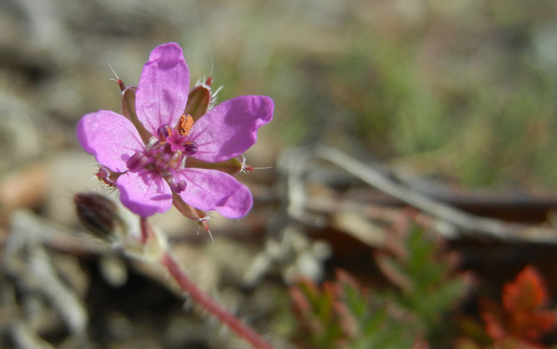 Erodium cicutarium / Becco di Gr comune
